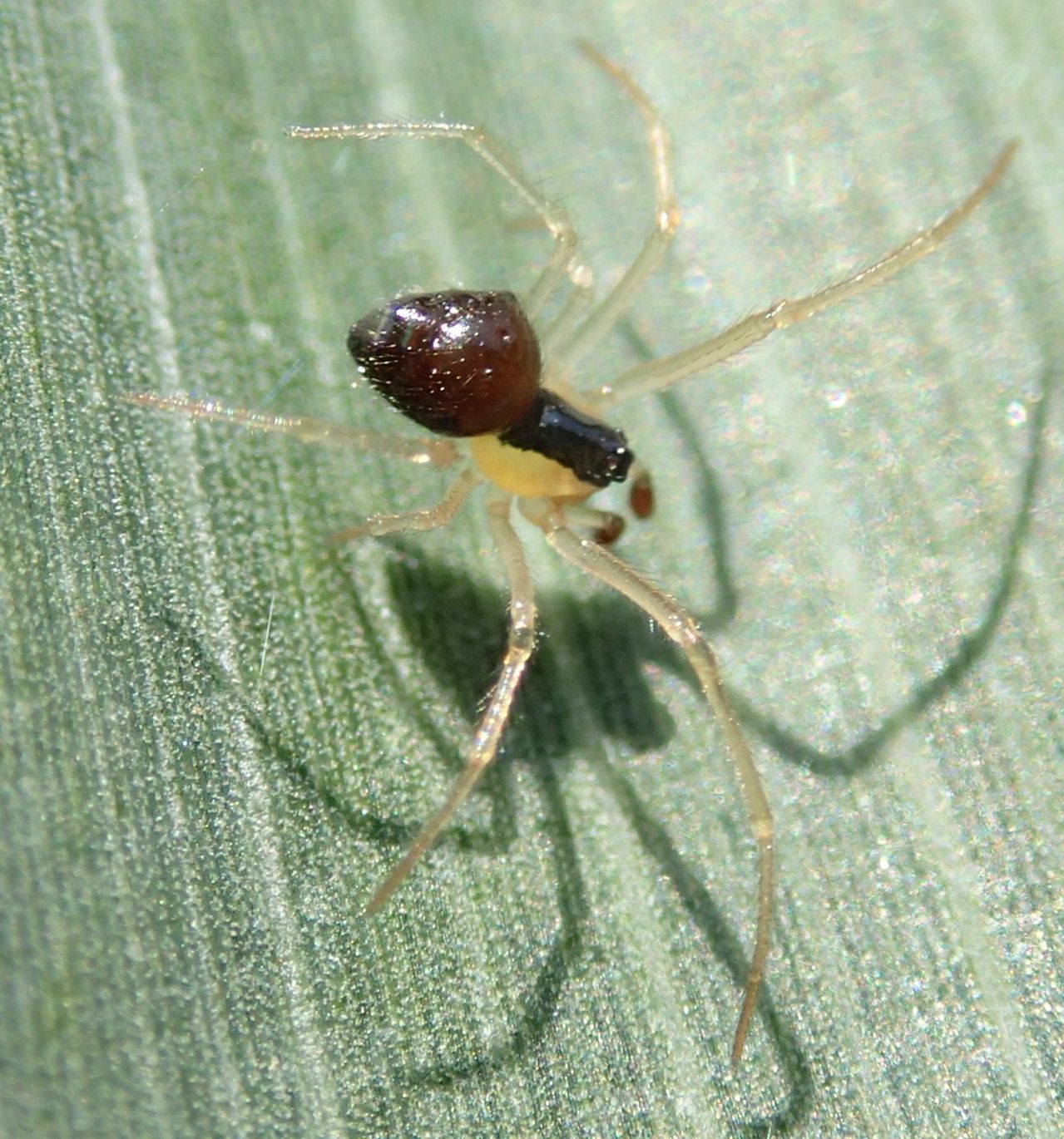 Theridula gonygaster  - Lughignano (TV )